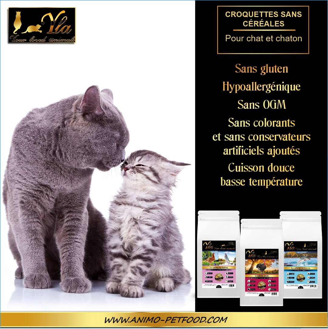 chat-chaton-croquettes-hypoallergeniques-sans-cereales